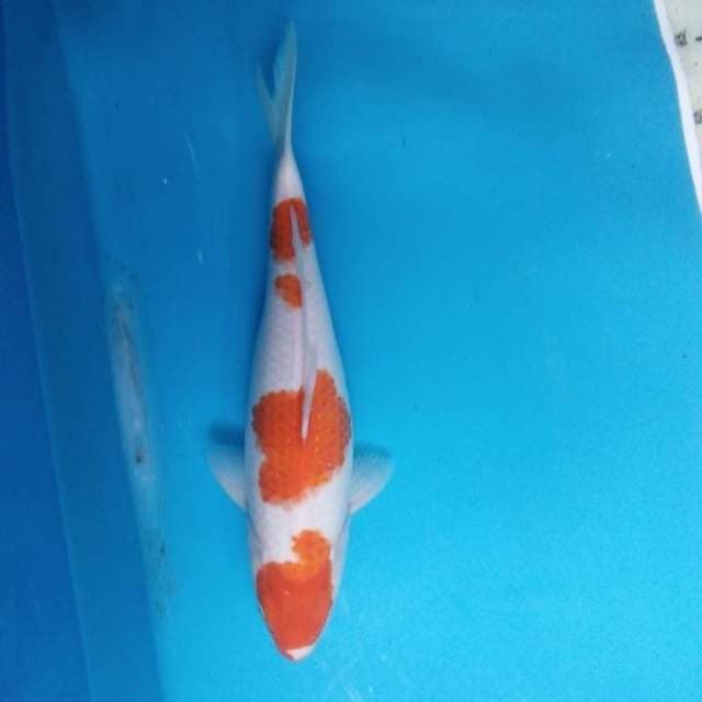 Kohaku 35 cm