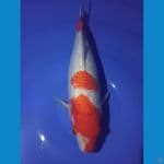 Kohaku Ginrin 34 cm