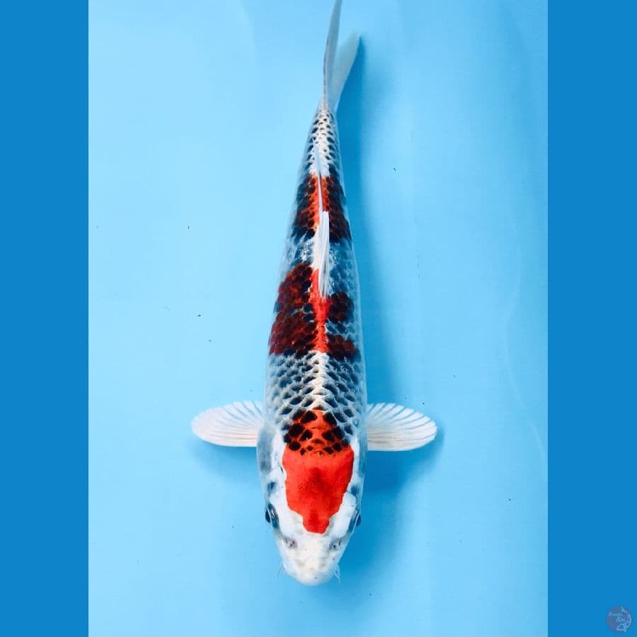 kujaku 20cm