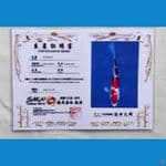 Kohaku 37 cm HQ Import Sakai