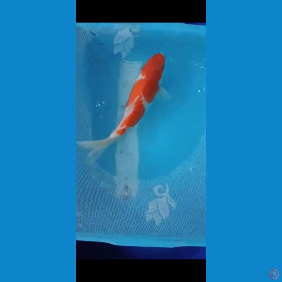 Kohaku 25 Cm