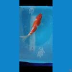 Kohaku 25 Cm