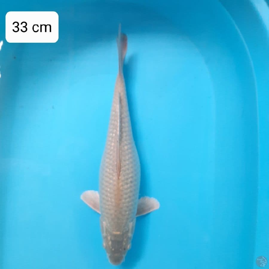 Soragoi | 33 cm | uncheck
