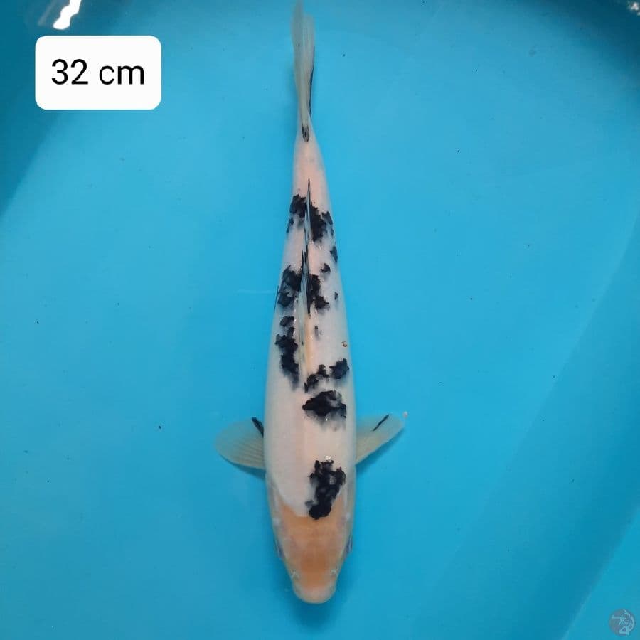 BEKKO HQ | 32 cm | Female