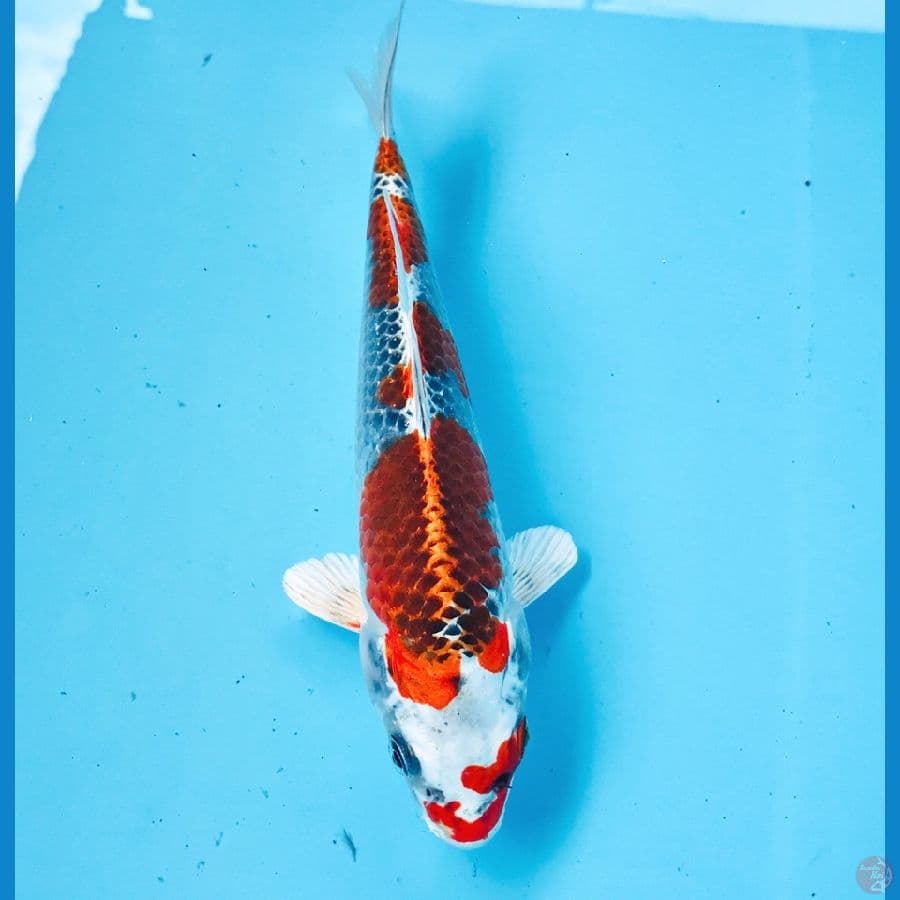 kujaku 20 cm