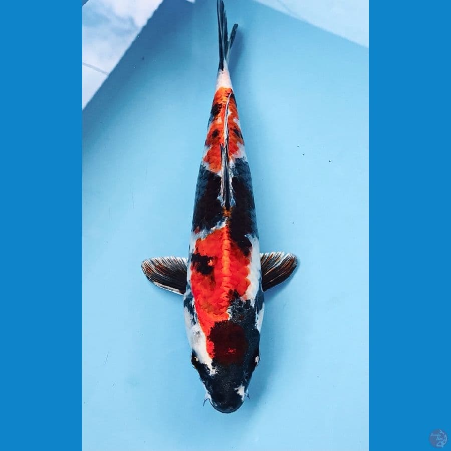 kin showa 28cm