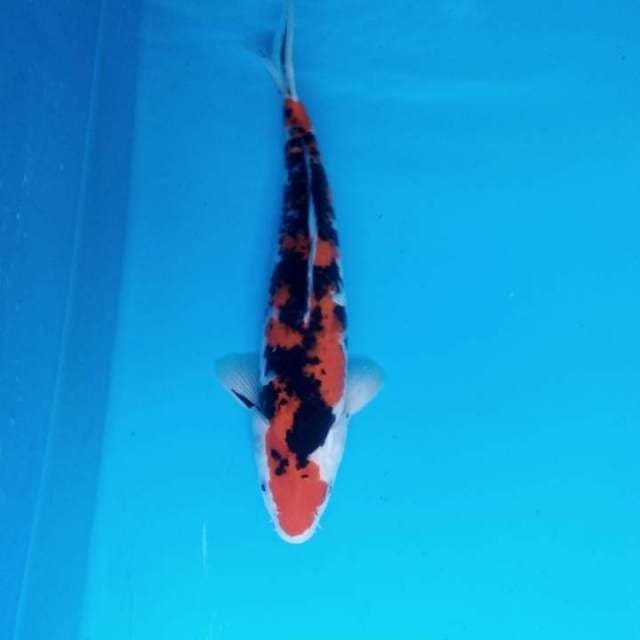 Sanke 34 cm