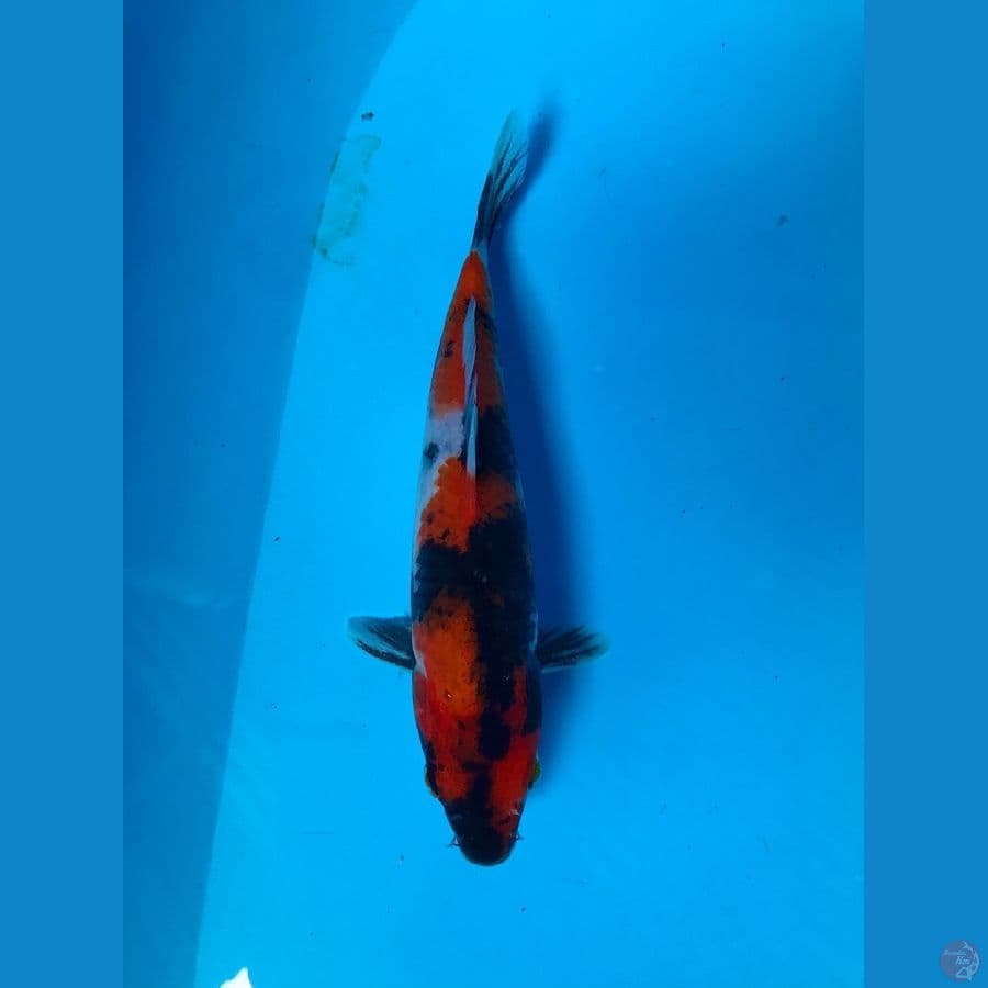 showa 21cm