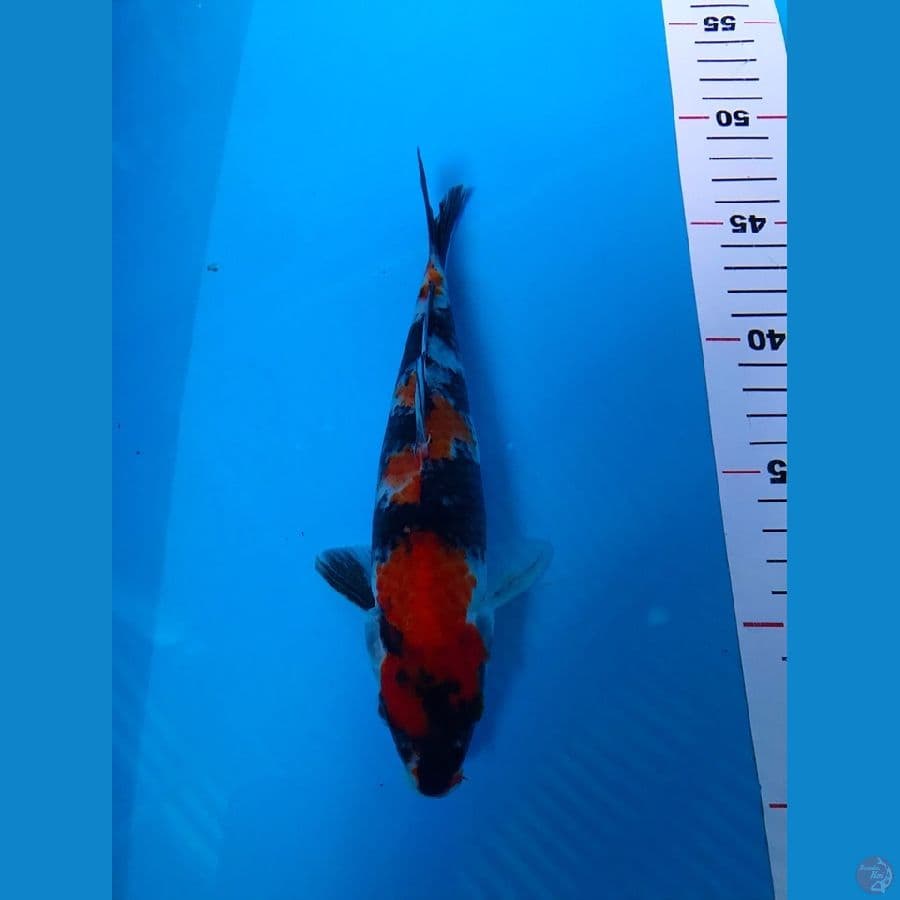 showa 21cm