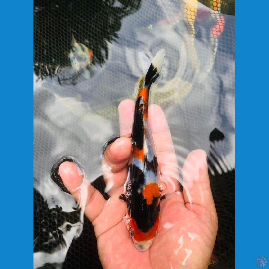 Showa SQ | 17 cm | uncheck
