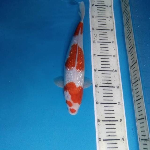 Kohaku 35 cm