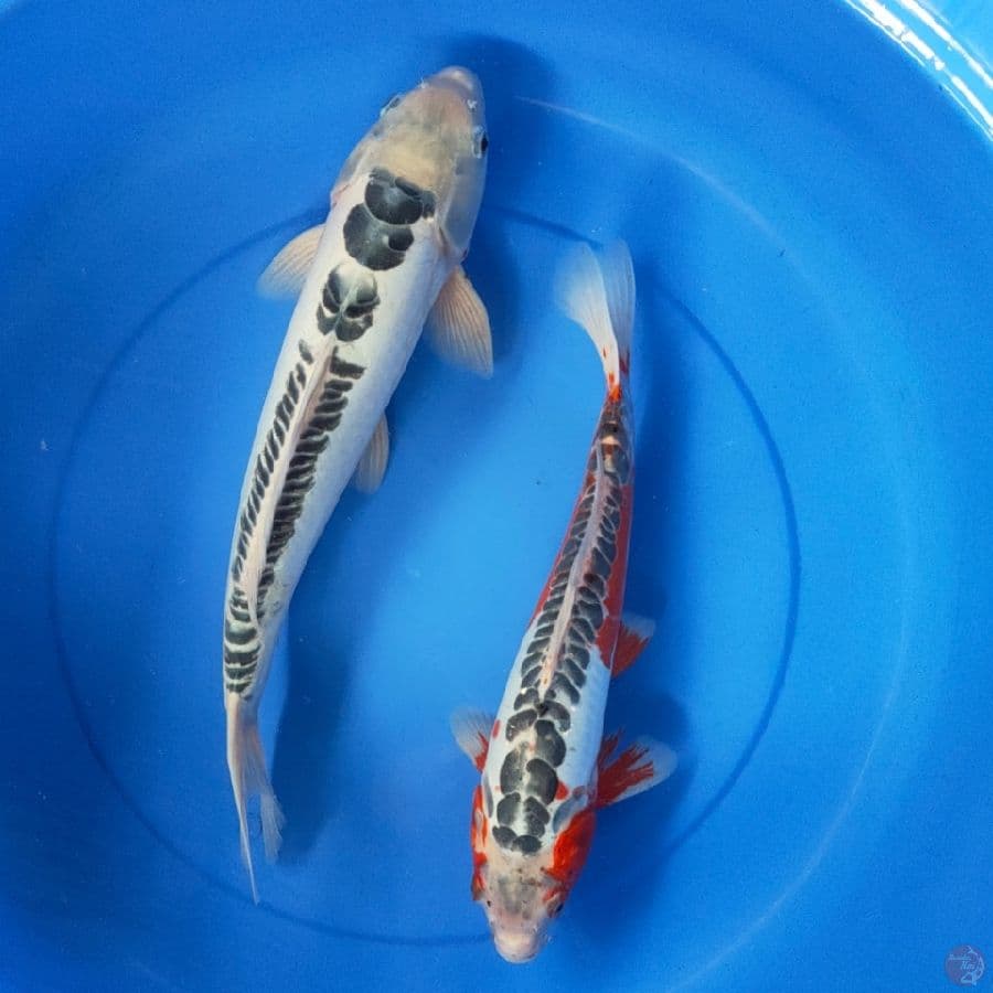SHUSUI 37-42CM MALE