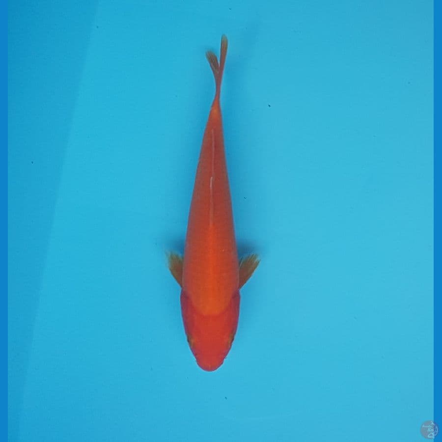 benigoi 17cm