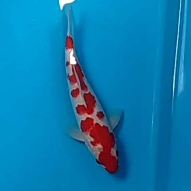 Kohaku antik