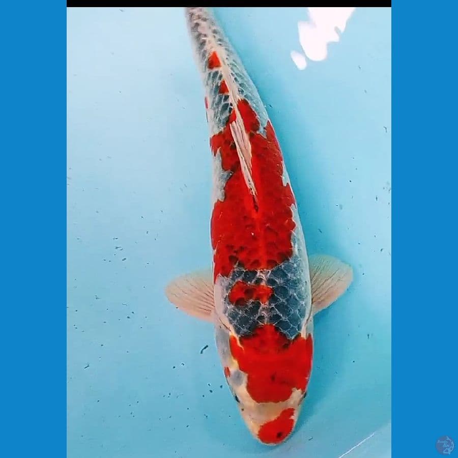 goshiki red strong male 40 bu/39 cm
