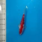 Kohaku 