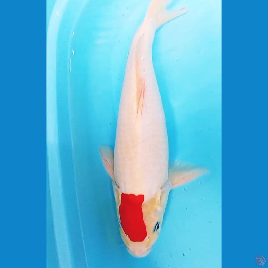 tanco sanke putih bersih punuk onta male 43 cm