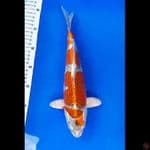 kujaku 32 cm