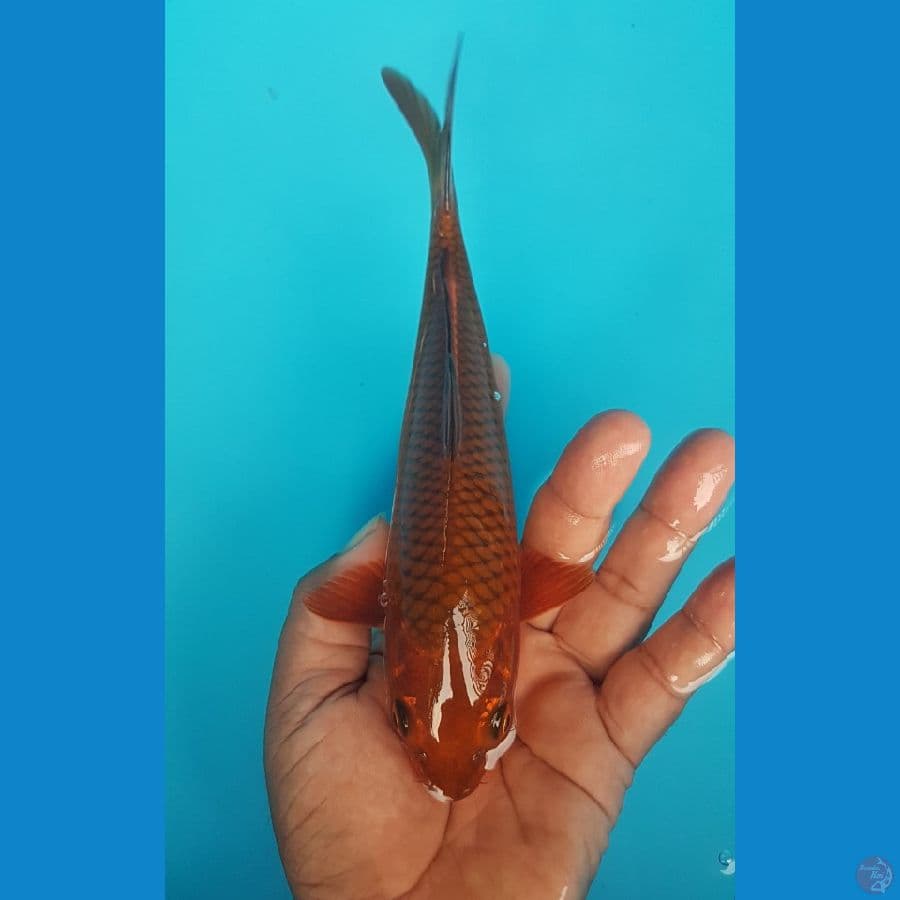 tembaga 21cm