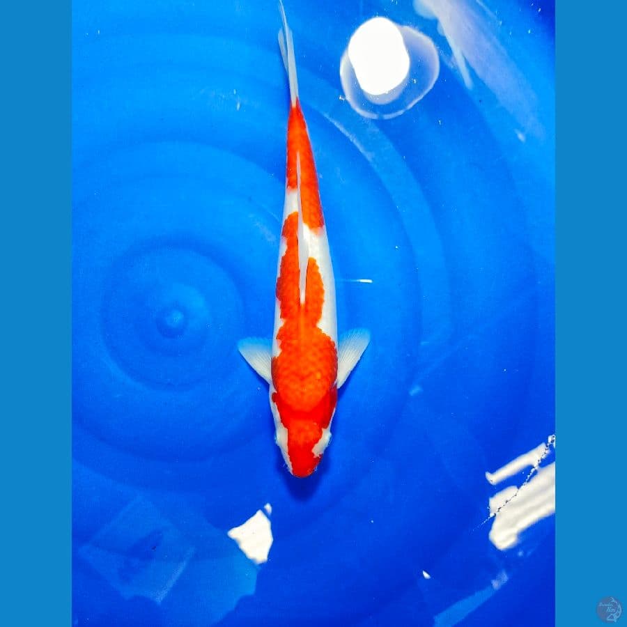 KOHAKU 33CM