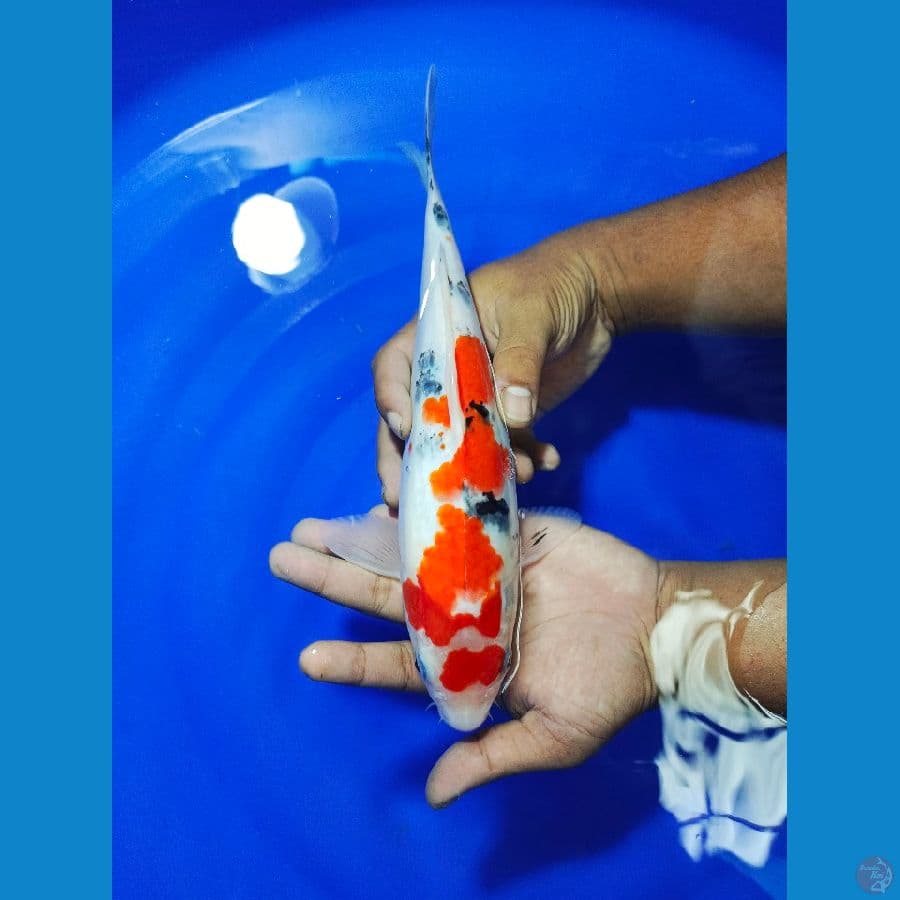 SANKE 28CM