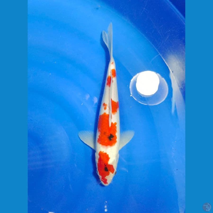 SANKE 28CM