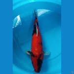 Hi Showa Jantan 45up