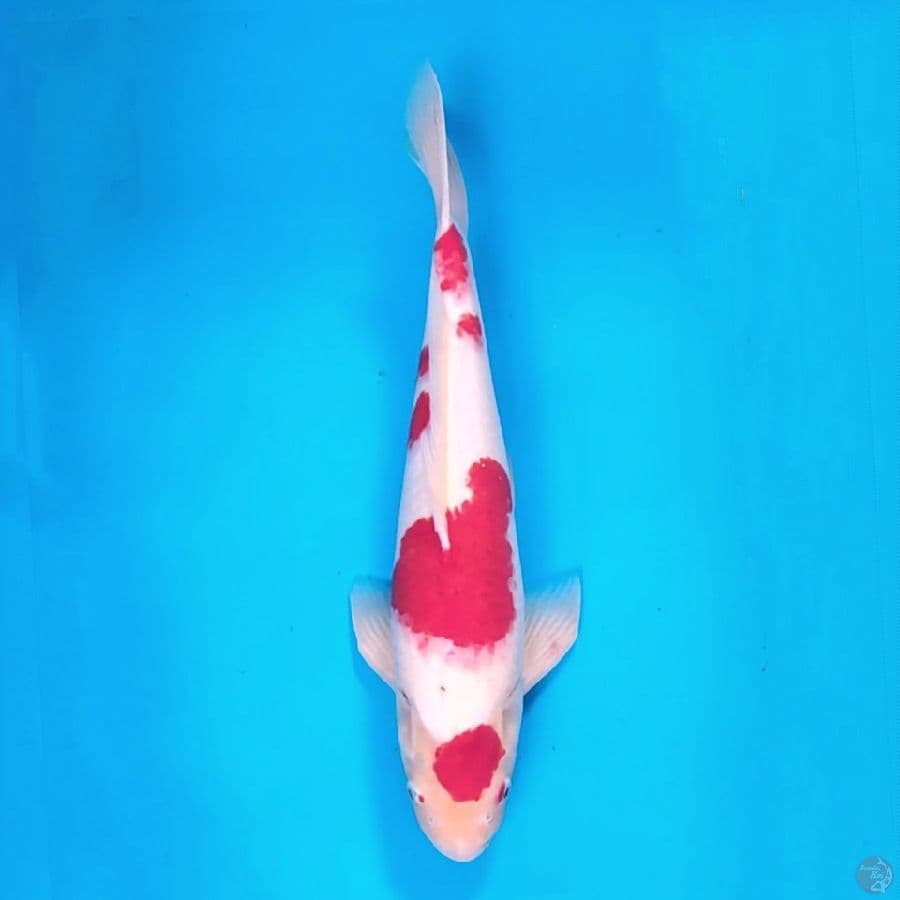 Kohaku strong42