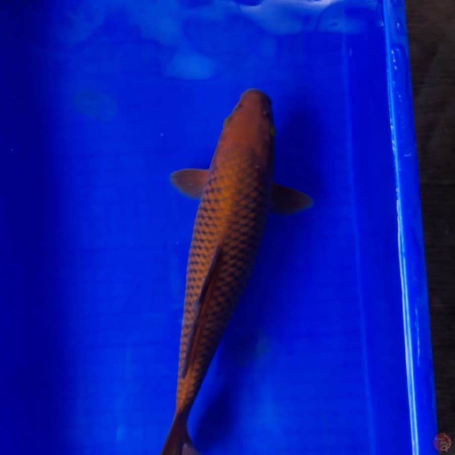 Chagoi 36 cm