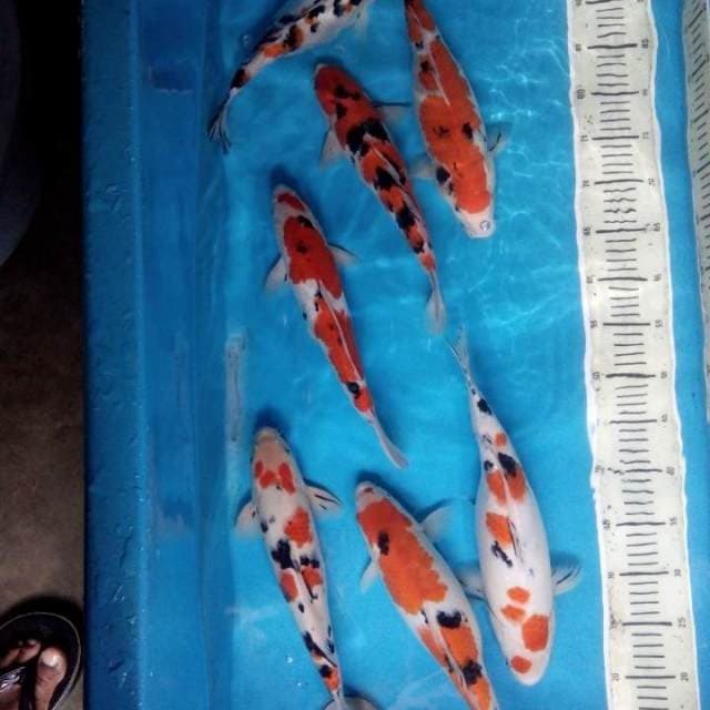 Mix sanke 7 ekor 30-35 cm