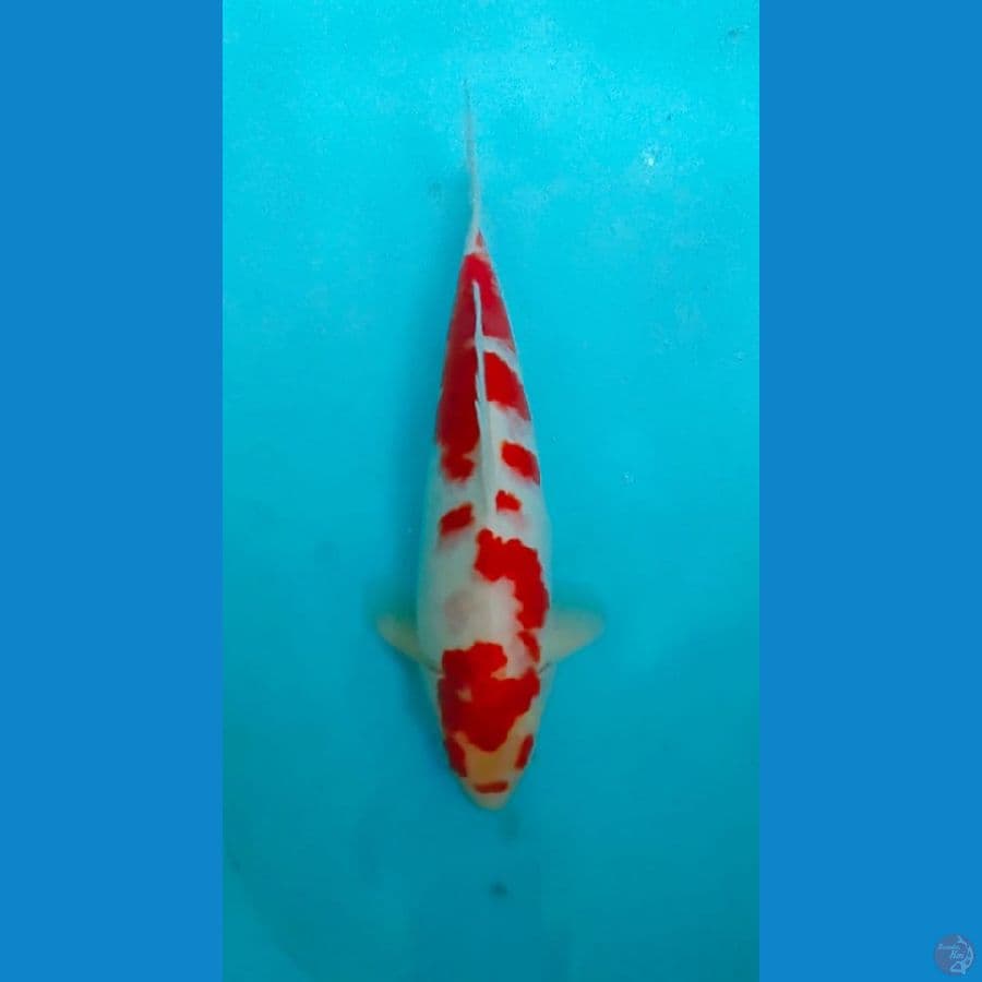 kohaku sakura - 33cm Male