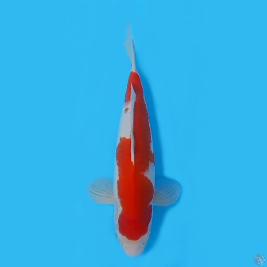 KOHAKU CALON JUMBO ~35cm/FEEMALE~