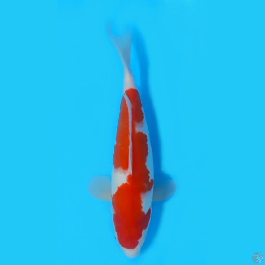 KOHAKU CALON JUMBO~32cm/FEEMALE~