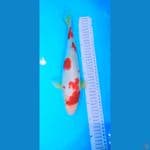 Kohaku sakura 35cm