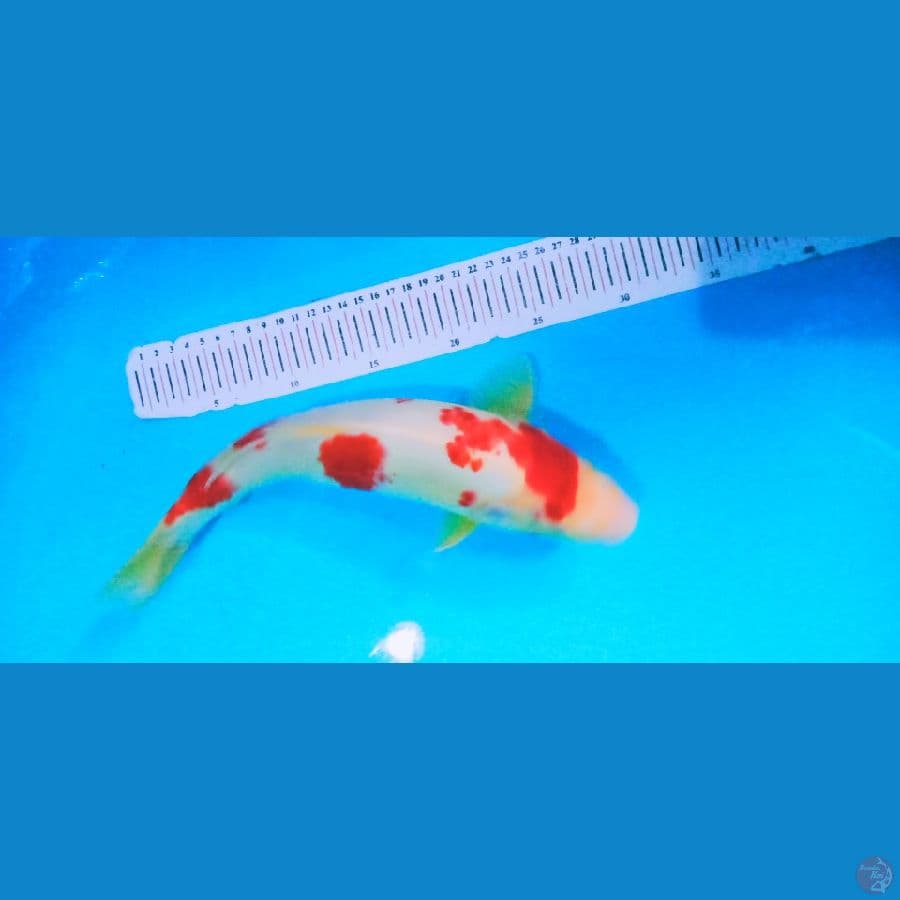 Kohaku sakura 35cm