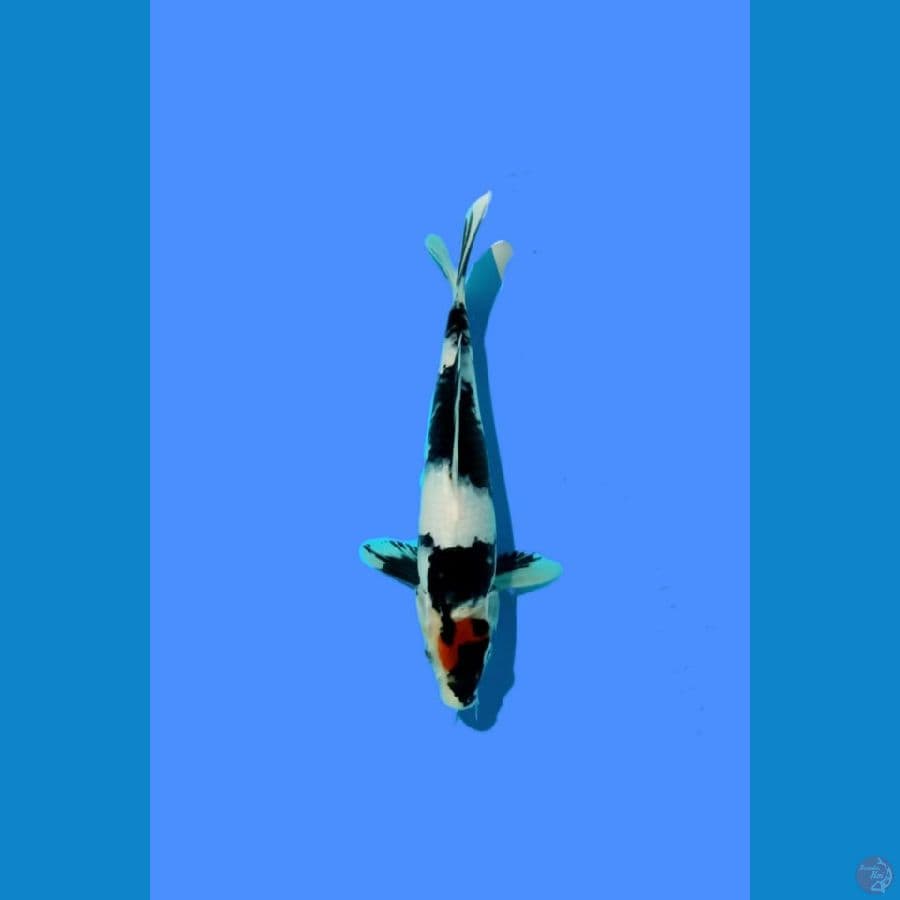 TANCHO SHOWA 25UP MALE