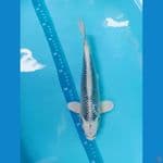 matsuba size 30cm sex male