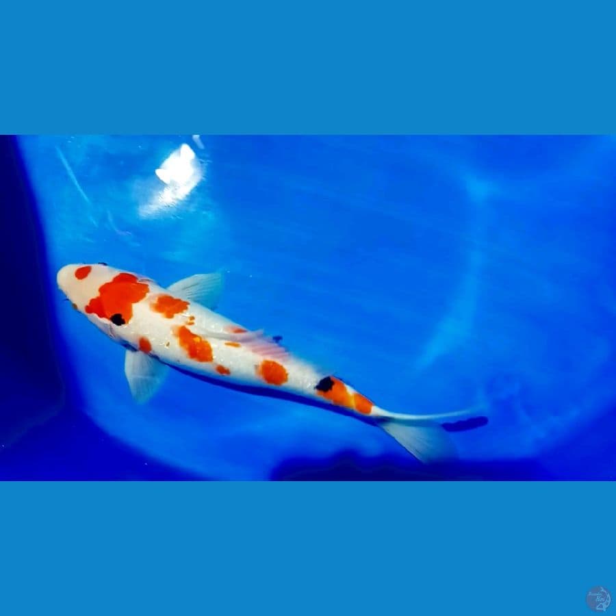 sangke 37 cm. male 