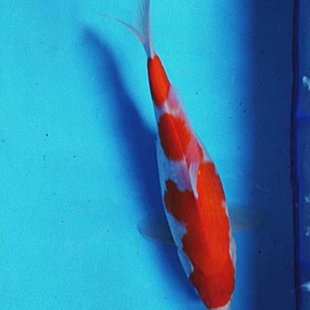 Kohaku 32cm