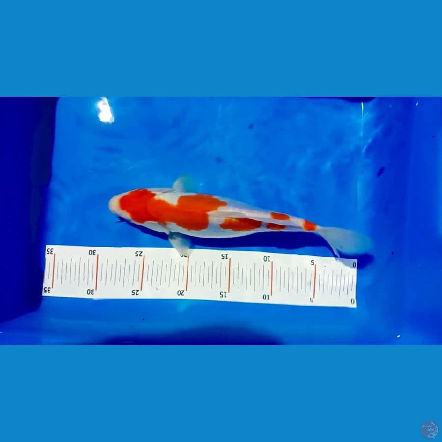 kohaku doitsu murni 27 cm