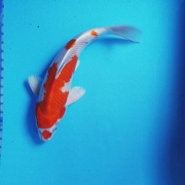 Kujaku josss 29cm male