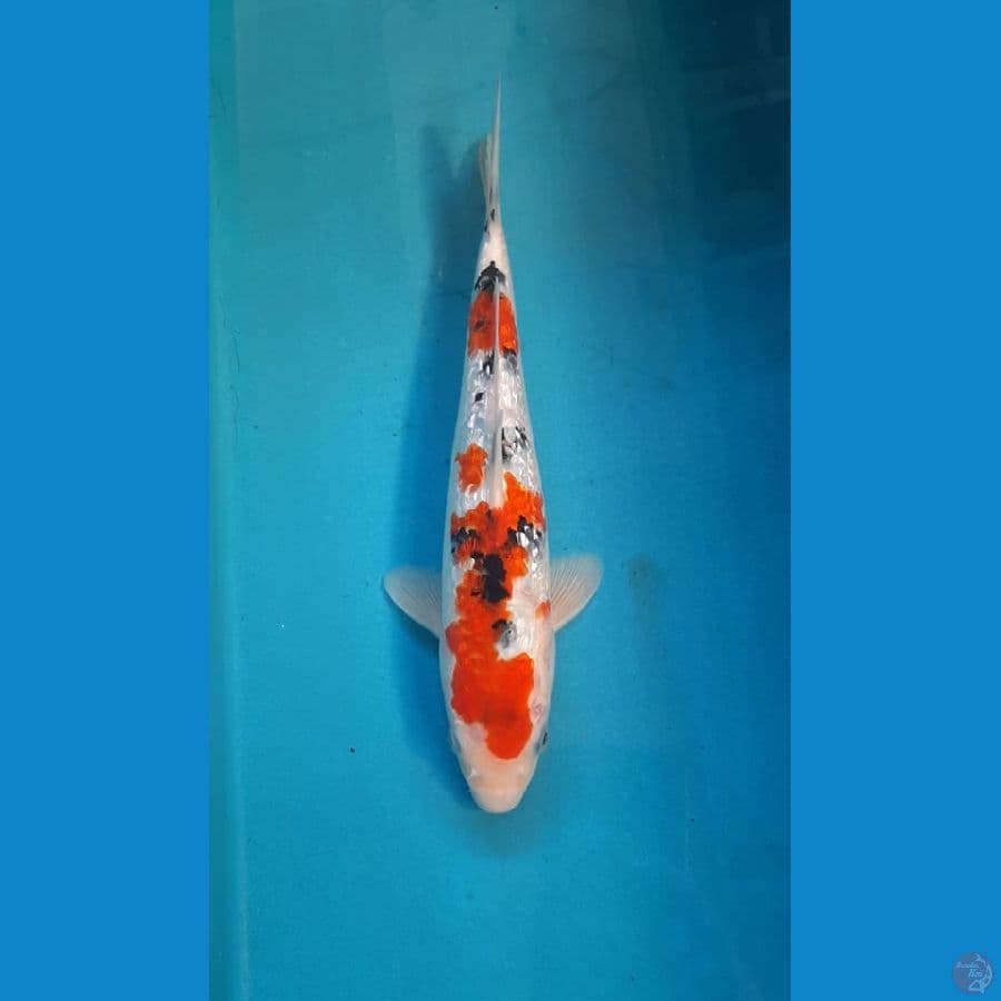 SANKE GINRIN SQ 24cm