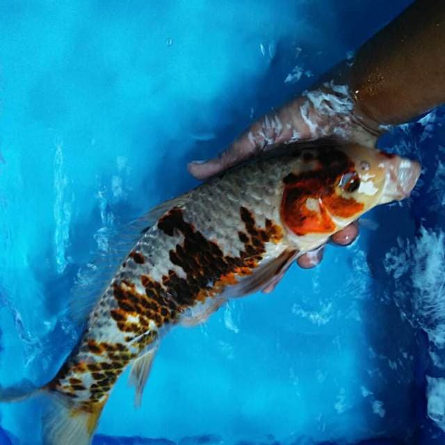 Toro gishiki 44cm male