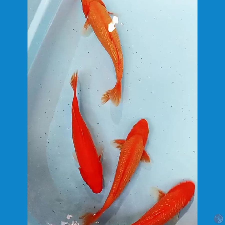 4 aka hajiro mix ginrin 25-27 cm 