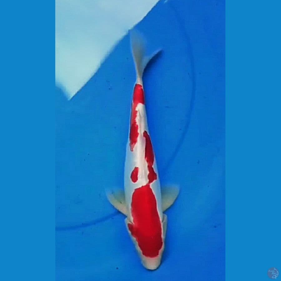 Kohaku Doitsu 30 cm