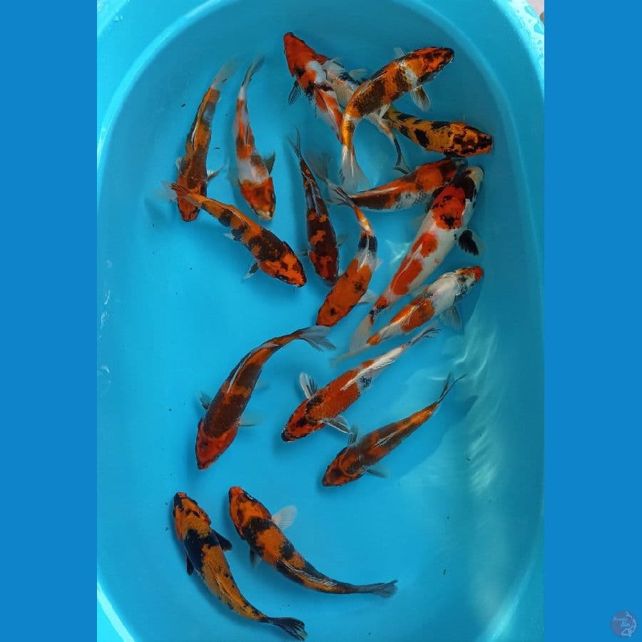 mix kin showa 22/28cm 17ekor
