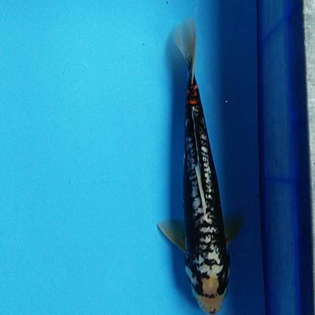 Matsu kawabake 29cm male