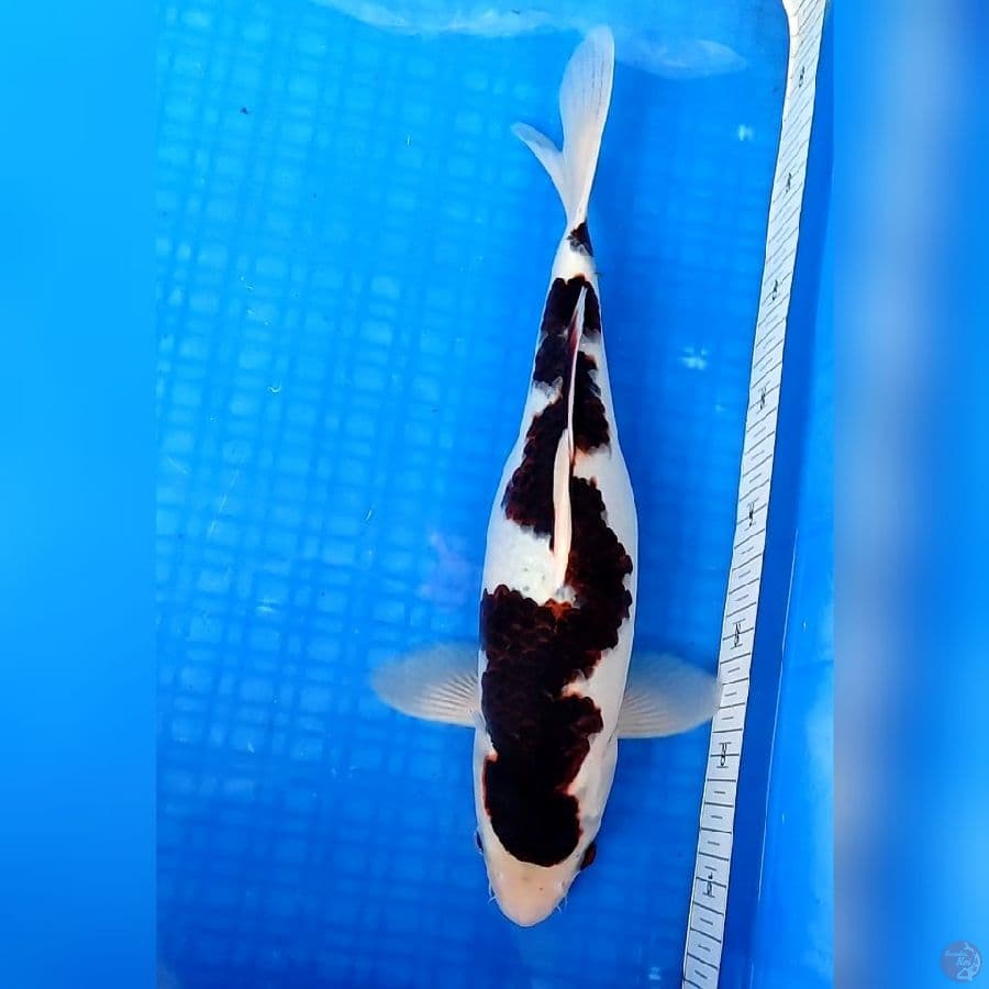 BUDHO GOROMO INAZUMA ® F38cm