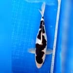 BUDHO GOROMO INAZUMA ® F38cm