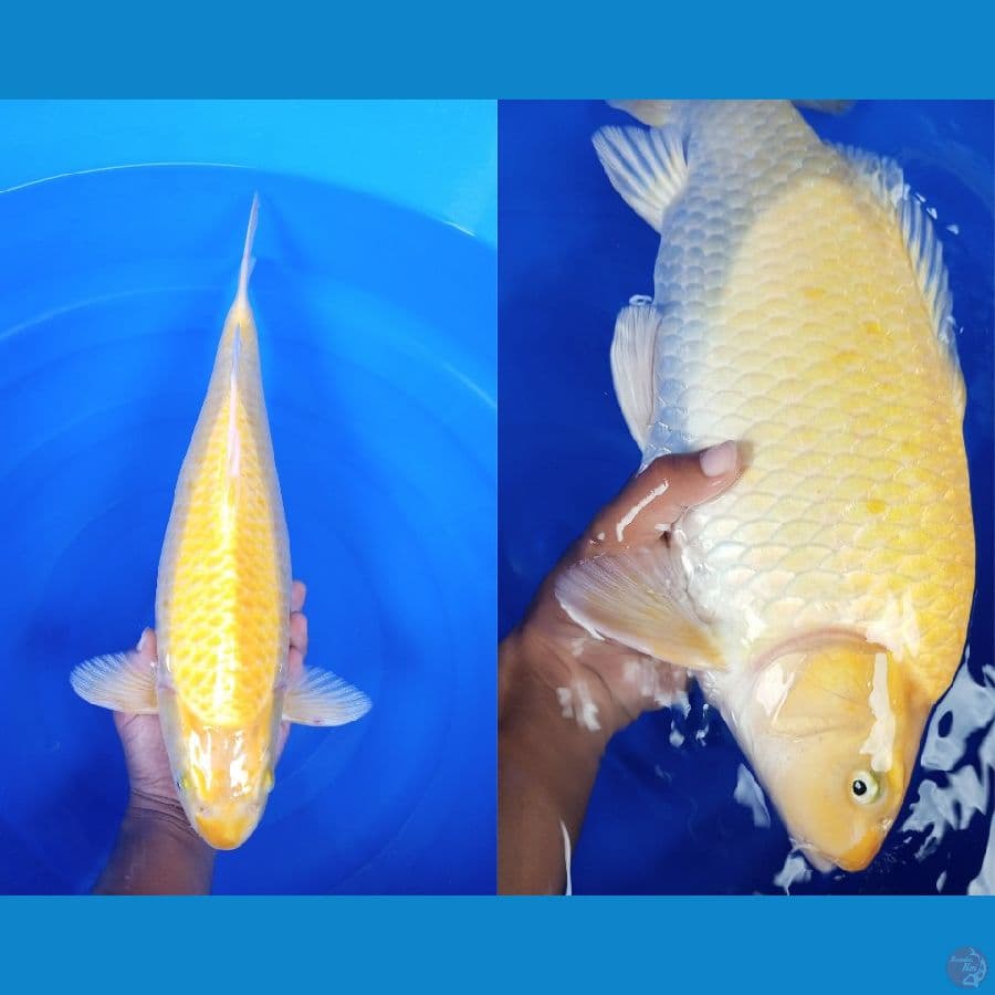 Ogon Punuk Unta - 50Bu Male